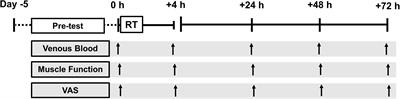 Frontiers Sex Differences In The Temporal Recovery Of Neuromuscular